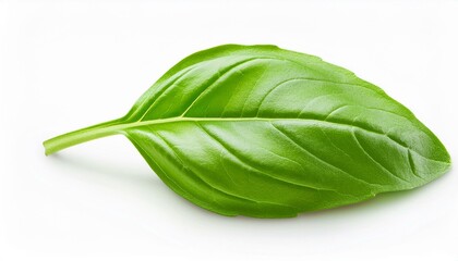 Fototapeta premium 一枚のバジルの葉（one basil leaf） 