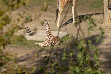 A tall giraffe is standing gracefully beside a young baby giraffe that is comfortably sitting on the ground, enjoying the surroundings