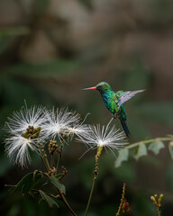 Glittering-bellied Emerald (Chlorostilbon lucidus), Besourinho-de-bico-vermelho