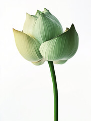 Obraz premium A large lotus bud is blooming against a gloomy white background. 