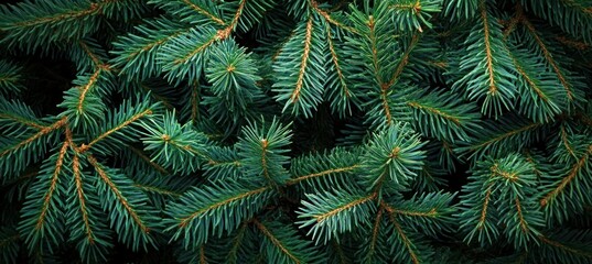 Lush Green Fir Tree Branches Close-Up View