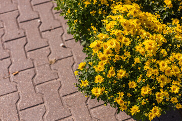 A variety of chrysanthemums in bright colors fills a garden market, showcasing autumn beauty. Brightly colored mums chrysanthemum plants at farmers market fall festival.