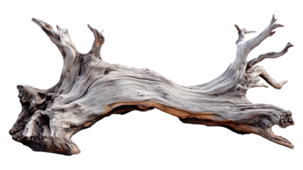 Unique natural wood piece with intricate textures and shapes found on a riverbank in natural light during the afternoon.