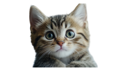 A close-up of a curious tabby kitten with large expressive eyes looking directly at the camera in a well-lit environment.