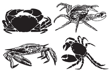 Graphical set of crabs on white background,vector illustration	