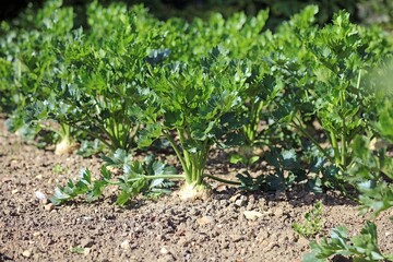 Closeup of a row of Celeriac, Suffolk England
