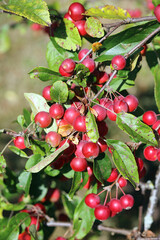 Macro image of a branch full of Crab Apple Gorgeous fruit, Suffolk England
