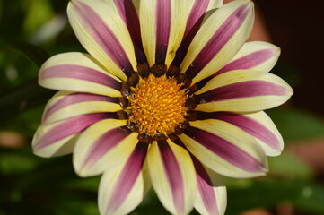 Obraz premium close up of pink yellow flower