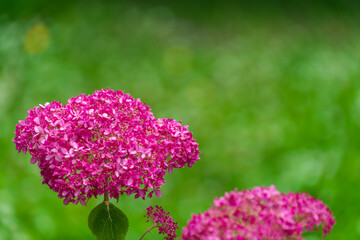 Vivid Pink Hydrangea in Bloo