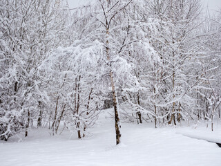 trees and plants under snow after spring snowfall