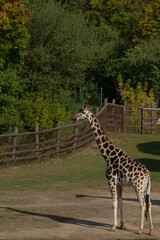 A tall giraffe is gracefully standing in a wide open field, with a rustic wooden fence visible in the background, creating a serene scene