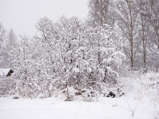 plants under snow after spring snowfall