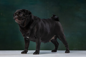 Fototapeta premium black pug on a uniform background