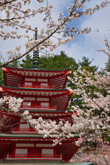 桜に彩られた五重塔　新倉山浅間公園