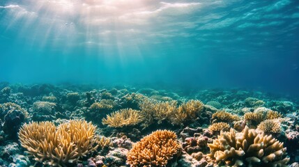 Underwater view showcasing vibrant coral reefs illuminated by sunlight, teeming with marine life and natural beauty.