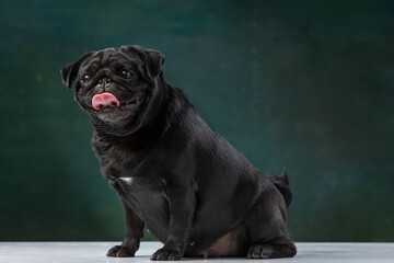 black pug on a uniform background