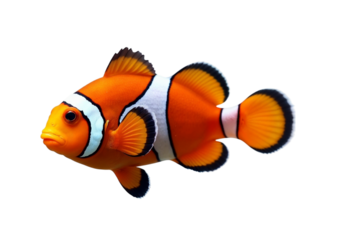 tropical fish isolated on white