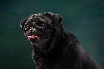 black pug on a uniform background