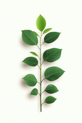 green leaf branch with various shades of green leaves, symbolizing nature and growth, stands out against light background, evoking sense of tranquility and sustainability