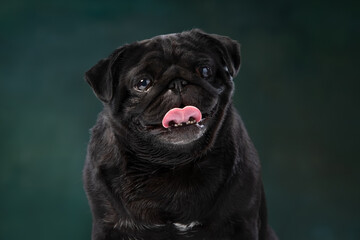black pug on a uniform background