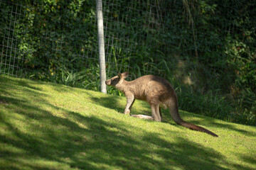 A kangaroo is majestically standing atop a lush and green hillside, enjoying its natural surroundings filled with vibrant flora and fauna