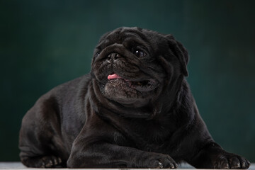 Obraz premium black pug on a uniform background