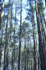 Obraz premium pine forest in the morning