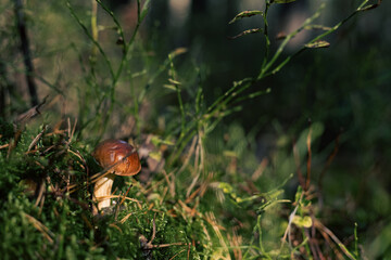 mushrooms in the forest