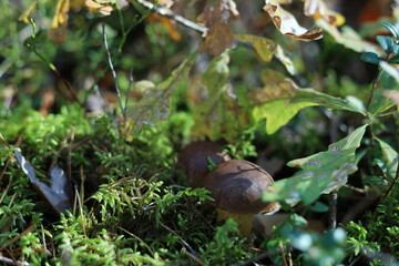 mushrooms in the forest
