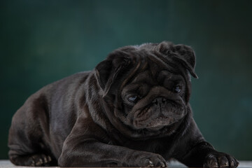 black pug on a uniform background