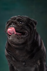 black pug on a uniform background