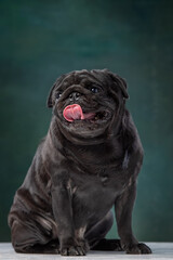 black pug on a uniform background