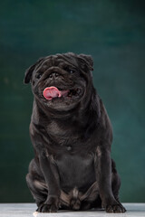 black pug on a uniform background