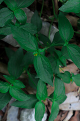 leaves in the garden