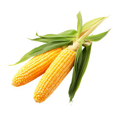 Fresh, yellow corn on the cob with green husks isolated on white background.