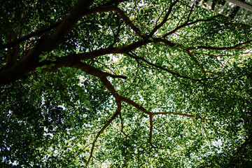 A large, lush tree with broad, shady branches, perfect for nature or landscape photography