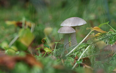 Mushrooms in wild forest macro close up photography
