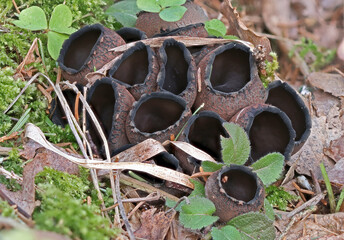 Rare spring mushroom, endangered species Urnula craterium