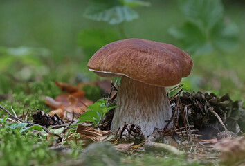 Mushrooms in wild forest macro close up photography

