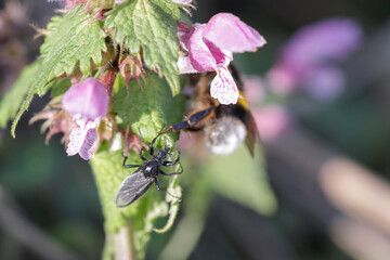 Small creepy black bug