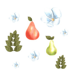 Pear set watercolor. Hand draw watercolor illustrations on white background. Pear set watercolor for design