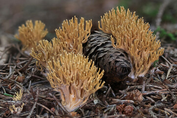 Mushrooms in wild forest macro close up photography
