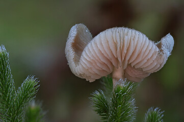 Frosty ice mushroom cap close up macro photography
