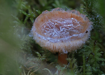 Frosty ice mushroom cap close up macro photography