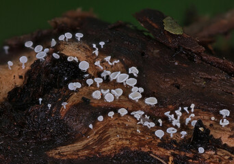 Mushrooms in wild forest macro close up photography
