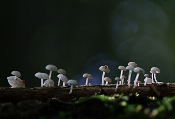 Mushrooms in wild forest macro close up photography
