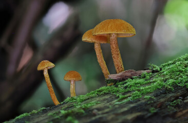 Mushrooms in wild forest macro close up photography

