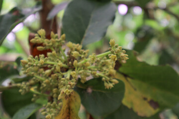 fruit from an avocado tree ready to bear fruit