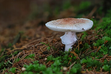 Mushrooms in wild forest macro close up photography
