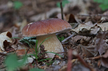 Mushrooms in wild forest macro close up photography
